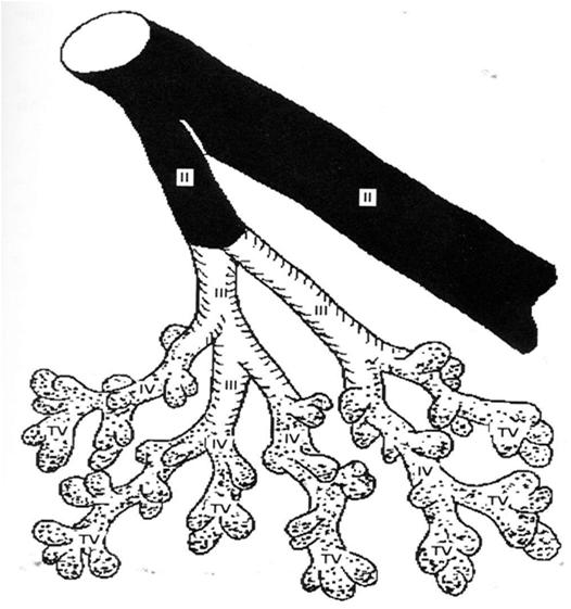 Formazione dei villi estroflessioni a dito di guanto Villi primari: cordoni di