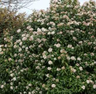 4) - Laurus nobilis Migliore inserimento ambientale Mascheramento/filtro (n.6) - Viburnum timus (n.