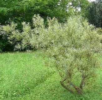 Prunus spinosa Viburnum oppulus Crataegus monogyna TV10 - piantagione essenze arbustive igrofile Laurus nobilis