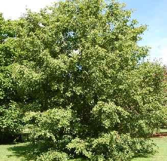 ) - Carpinus betulus (n.6) - er camprestre(n.) - Prunus avium (n.