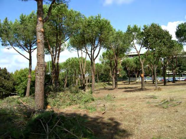 PARCO DELLA