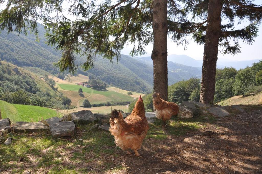 Il Biodistretto in cifre 25% delle aziende biologiche liguri operano nel Biodistrettonel L incidenza delle aziende biologiche sul totale aziende agricole presenti all interno del distretto è pari a