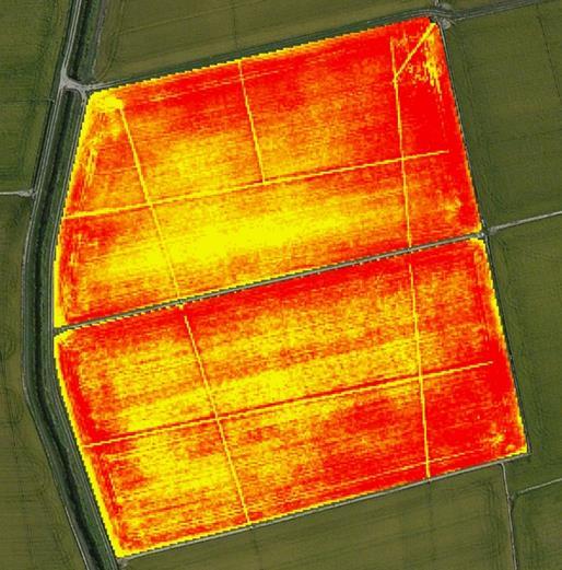 Risultati ottenuti Il monitoraggio dell indice di vigore effettuato in concomitanza della fase fenologica di differenziazione della pannocchia ha permesso di evidenziare l estrema variabilità