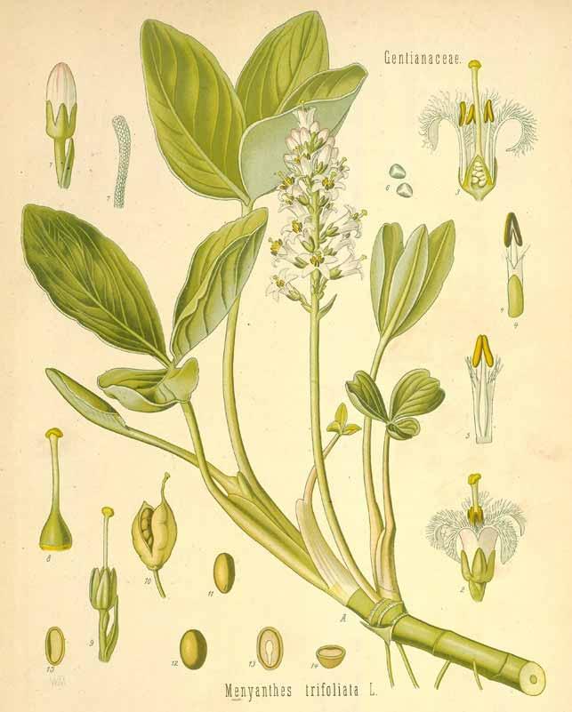 Menyanthes