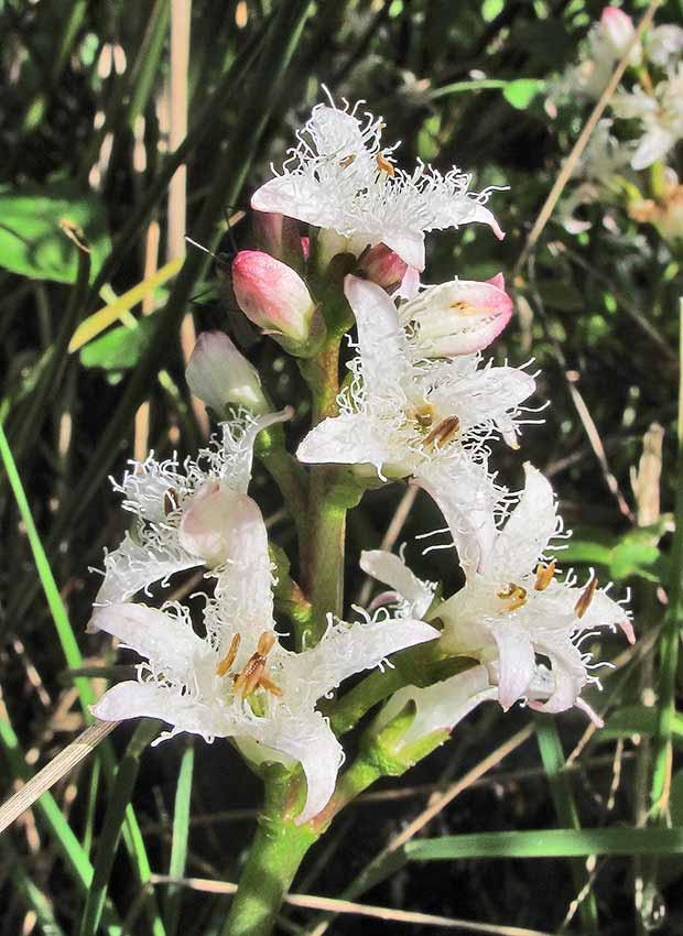 Menyanthes