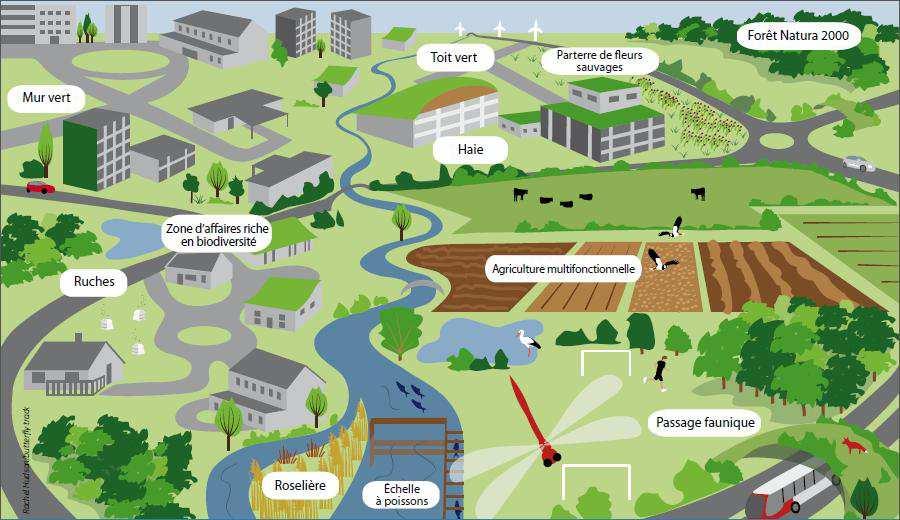 La Strategia L Infrastruttura Verde al pari