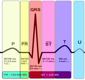 L ECG standard Morfologia, durata