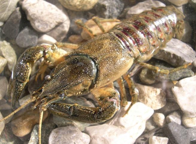 della Louisiana (Procambarus