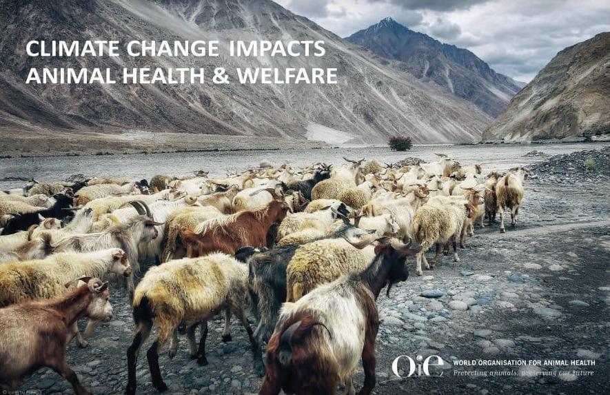 FAO, OIE E OMS RILANCIANO IMPEGNO SU APPROCCIO ONE HEALTH Oltre il 60% degli agenti patogeni esistenti o emergenti che colpiscono gli esseri umani hanno origine animale; il 75% di