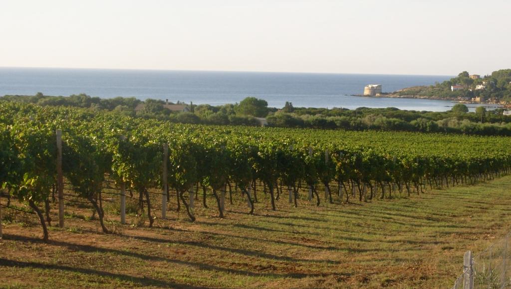 Scenario regionale Alghero - Vigne del Lazzaretto Rapporto di analisi 2018 Agenzia Laore Sardegna Servizio Programmazione e controllo Area di supporto