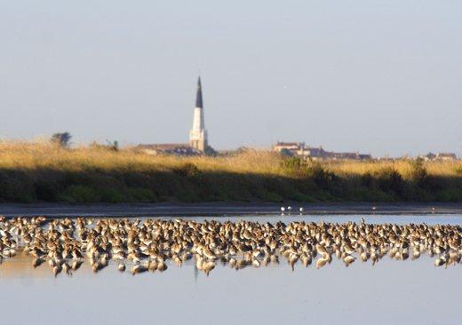 Natura Manutenzione e ripristino di aree naturali (parchi naturali), spesso nella costa occidentale.