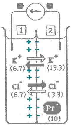 intensità dei flussi All equilibrio, applicando l equazione di Nernst sarà: