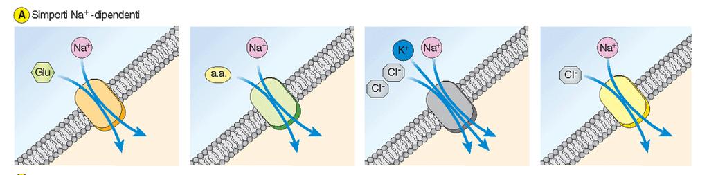 contro-trasporto Na + / H + contribuisce al mantenimento del ph intracellulare