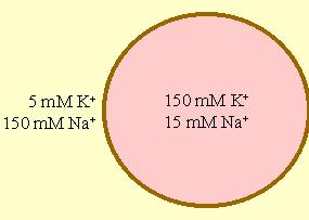 Un esempio pratico una cellula Supponendo che la membrana di una cellula sia permeabile solo al K, calcolare il potenziale di equilibrio A 25 C il termine RT F è pari a 25 mv.