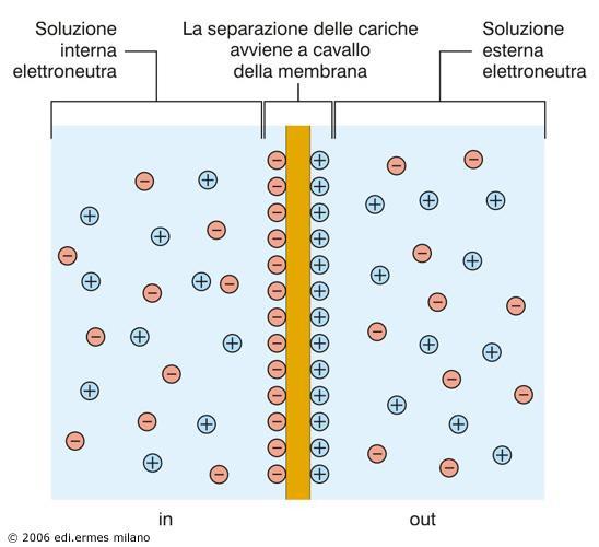 Potenziale di diffusione Occorre tenere ben presente che: la separazione di cariche avviene solo a cavallo della