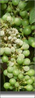 spiccataa attività di protezione del grappolo. Fig 1 Sintomi di Mal bianco su foglia (cv. Croatina) Fig 2 Oidio su grappolo (cv.