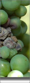 Fig Larva di Lobesia botrana