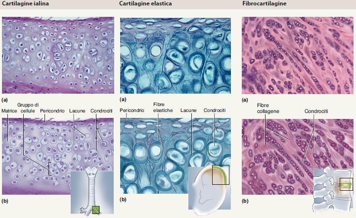 Le cellule della cartilagine (condrociti) sono accolte in piccole cavità definite lacune presenti all interno della matrice