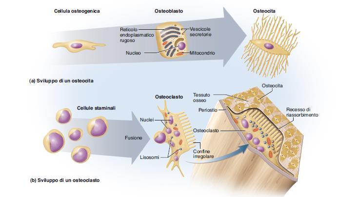 Cellule del