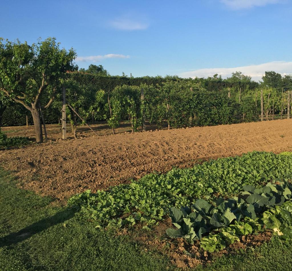 AGRICOLTURA ECOSTENIBILE Cos'è, come