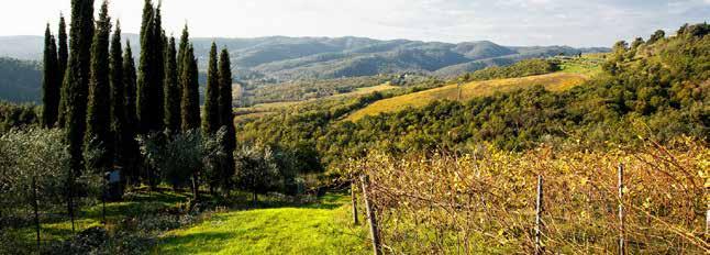 I Vigneti Toscana: La Toscana è la regione italiana dove la tradizione vitivinicola ha mantenuto al meglio la sua continuità.