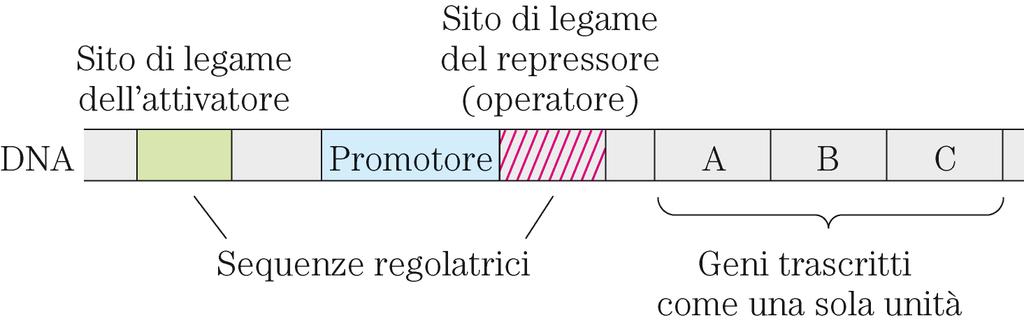 OPERONE BATTERICO Nelson & Cox I principi di Biochimica di