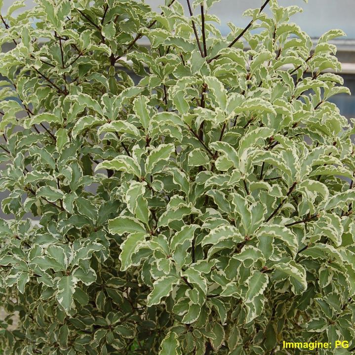 (Pittosporum tenuifolium) Famiglia: Pittosporaceae Phytophtora sp.