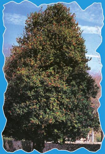 L Acero (Acer platanoides), con oltre 5.000 esemplari.