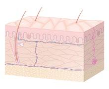 Pycnogenol nella cura della pelle per via topica Pycnogenol è ampiamente usato per via topica e orale in varie indicazioni dermatologiche.