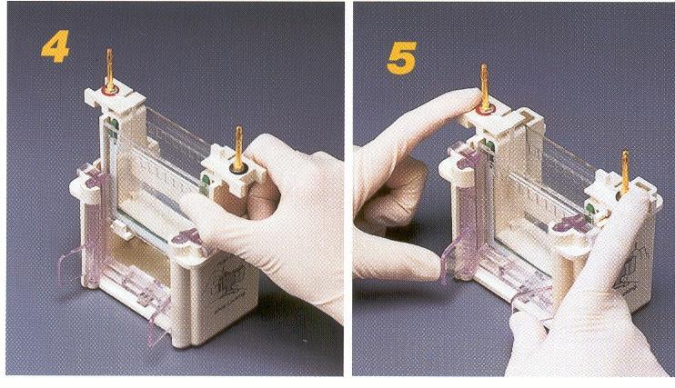 CAMERETTA ELETTROFORETICA Utilizzando le lastrine col gel e una lastra di plastica viene assemblata