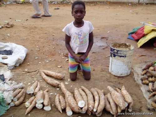 CASSAVA radici ricche di amido elevata capacità di tollerare condizioni