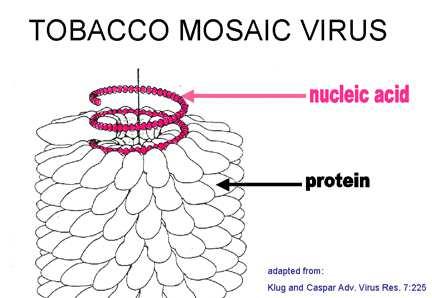 VIRUS VEGETALI Resistenza