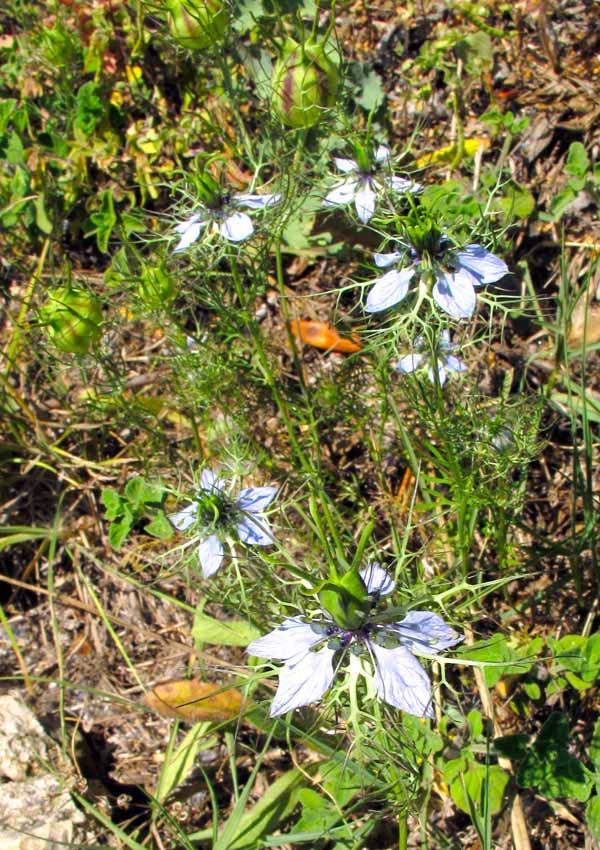 Nigella Damascena