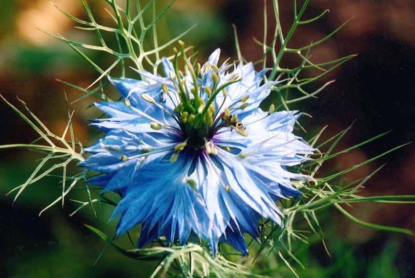 Nigella Damascena Damigella scapigliata, Anigella,