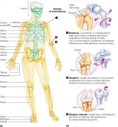 1. Scheletro Scheletro assile in verde: supporto per la postura eretta, avvolge e protegge l encefalo, il midollo spinale, i polmoni e