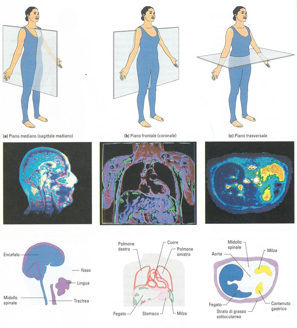 Posizione anatomica e piani del corpo Nella fila superiore sono rappresentati i tre piani principali dello spazio in relazione alla posizione anatomica.