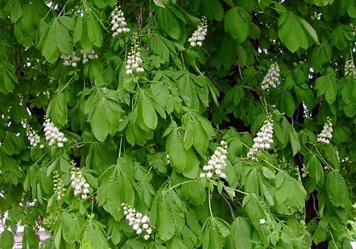 Ippocastano Aesculus hippocastanum InseMo/Patogeno Cameraria