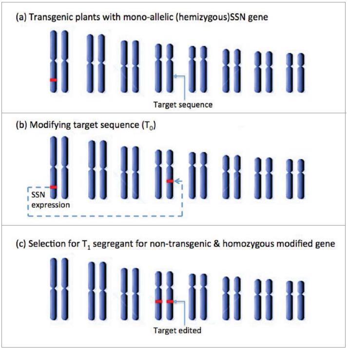 (a) Individuo emizigote per la nucleasi il costrutto che esprime la nucleasi (SSN) viene inserito nel DNA della pianta (b) Modificazione del bersaglio da parte della nucleasi (T 0 ) la nucleasi