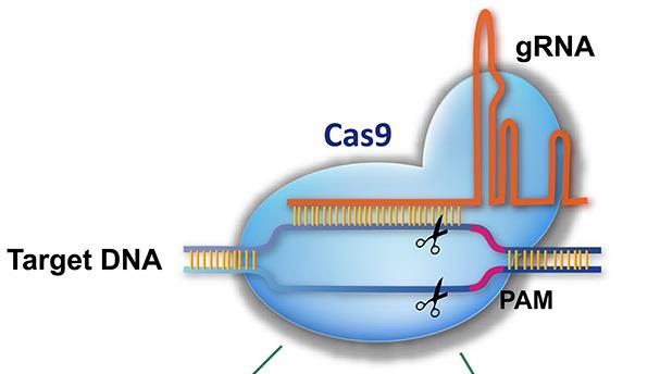 CRISPR Clustered Regularly Interspaced Short Palindromic Repeats RNA guida (grna) e nucleasi non-specifica Cas9 (CRISPR-associated protein 9) L RNA guida determina la specificità, cioè il