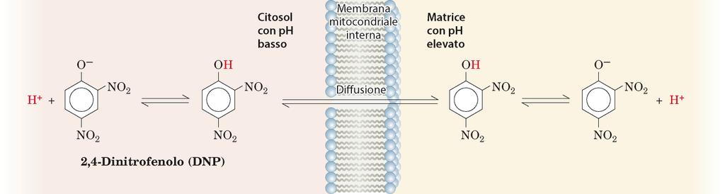 AGENTI DISACCOPPIANTI IDROFOBICI Molecole liposolubili debolmente acide che si inseriscono nella membrana mitocondriale interna e fanno si che le reazioni redox attraverso i complessi continuino ad