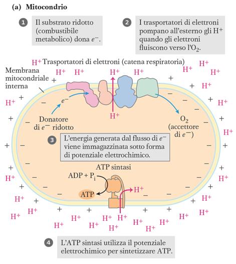 La forza motrice protonica creata dall ossidazione di 1 NADH è tale da produrre ~ 3 ATP (2,5 per ogni ½ O 2 ridotto), quella determinata dall ossidazione di 1 FADH 2 consente la sintesi di ~ 2 ATP