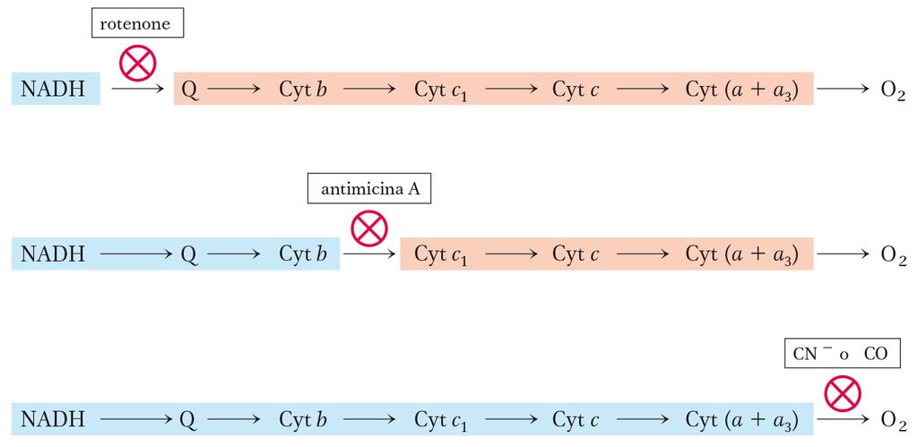 Agenti che interferiscono con la fosforilazione ossidativa Inibizione del trasferimento di elettroni Cianuro Azide Monossido di carbonio Antimicina A Rotenone Amytal Piericidina