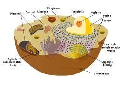 La cellula La cellula (dal latino piccola camera) è l'unità morfofunzionale, cioè di forma e di funzione, degli organismi viventi, la più