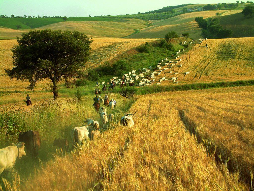 Recupero e valorizzazione della rete tratturale Recupero e valorizzazione dei percorsi tratturali e delle aree limitrofe, come fattore di attrattività ed elemento unificante e aggregante