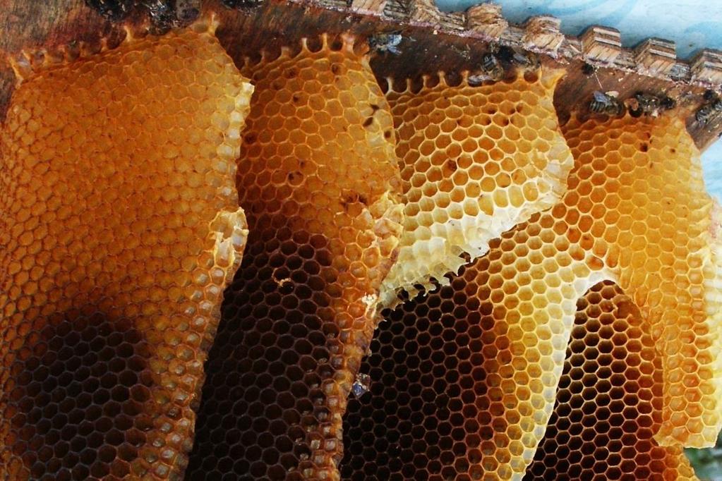 Valorizzazione del miele nell'ambito dei prodotti tipici partecipazione al distretto Agroalimentare della Valtellina e promozione dell immagine