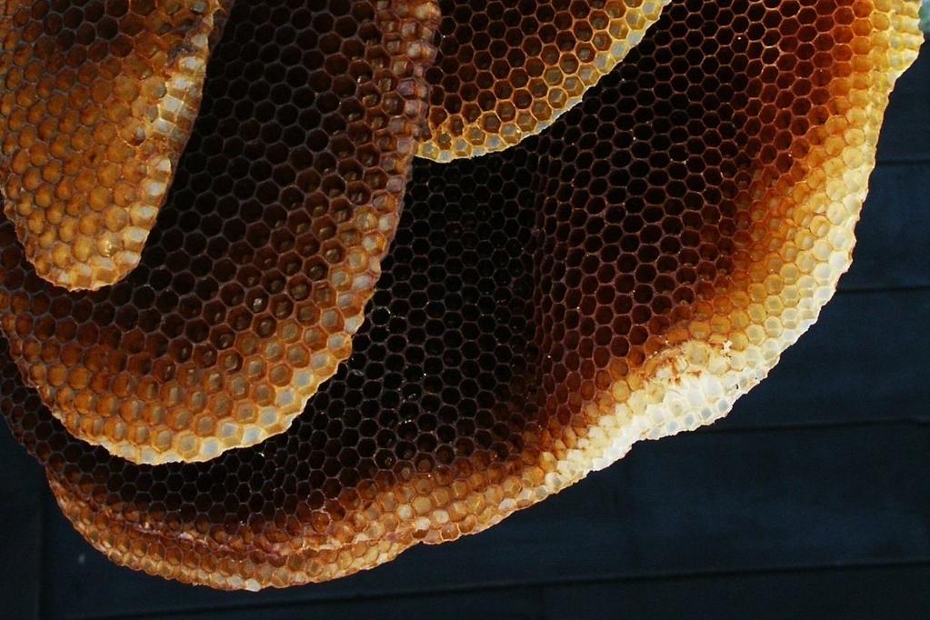 rapporti con la CCIAA per la gestione del Marchio Valtellina e assistenza alle aziende che lo richiedono; assistenza agli apicoltori per gli