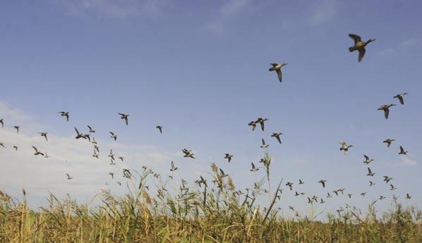 34 Avifauna a ValleVecchia e la Direttiva Uccelli Codice attività: VV01 / La Direttiva Uccelli, concernente la conservazione degli uccelli selvatici, è il primo atto normativo dell Unione Europea