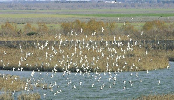 Confini d acqua Codice attività: VV02 / Itinerario naturalistico per conoscere i diversi ambienti di ValleVecchia, le attività produttive e di gestione ambientale realizzate nell area.