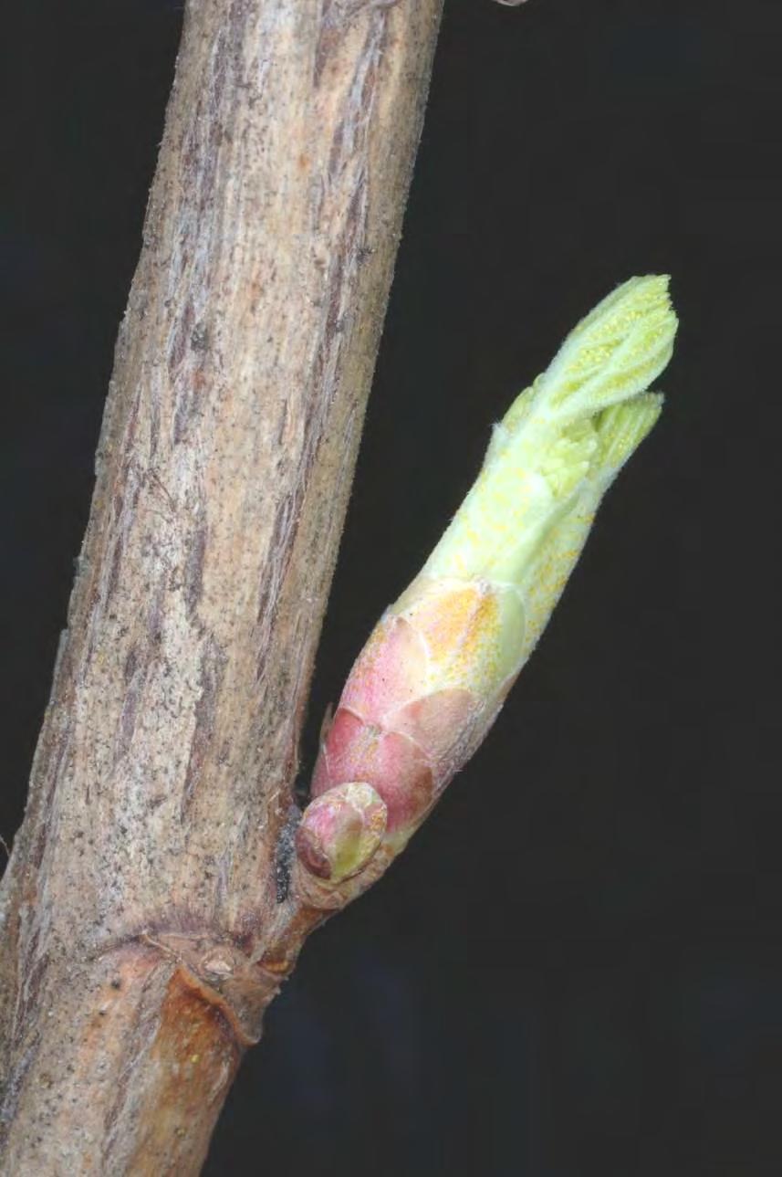 RIBES NERO fee I frutti sono delle bacche di un rosso molto scuro, quasi nero. Le sue branche verdi tendono poi ad arrossarsi.