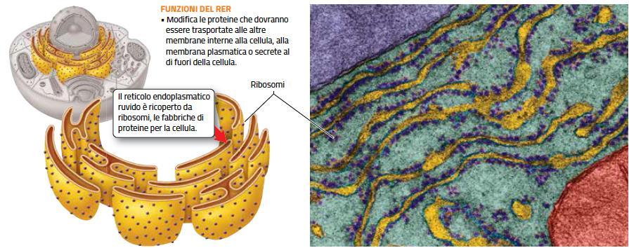 Il reticolo endoplasmatico può essere ruvido o liscio La funzione principale del reticolo endoplasmatico